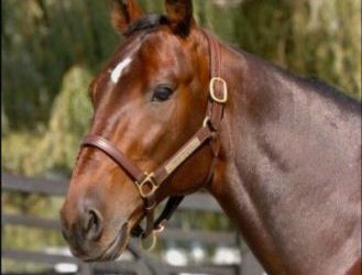 American Ideal made a big jump up the two-year-old sires list this week to second place.