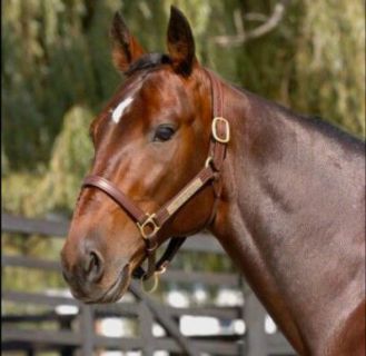 American Ideal made a big jump up the two-year-old sires list this week to second place.