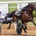 Almanac impresses in feature pace 2 Almanac and driver Andy McCarthy