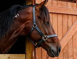 Father Patrick off to brilliant start