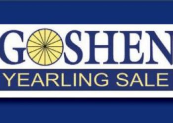 Goshen Yearling Sale