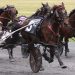 Poillucci has another down under mare in Breeders Crown 2 Poillucci has another down under mare in Breeders Crown