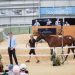 2024 NZ National Yearling Sale Day Two has concluded 3 NZB Standardbred Photo