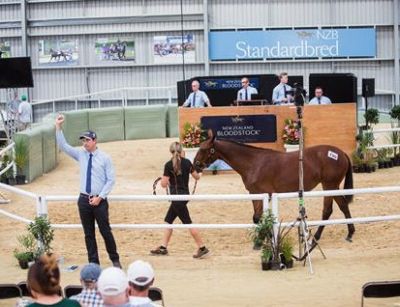 NZB Standardbred Photo