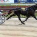Change of scenery for two harness racing warhorses 1 Alexy