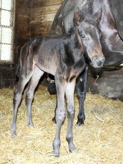 World Champion Hannelore Hanover's first foal, a colt by Greenshoe