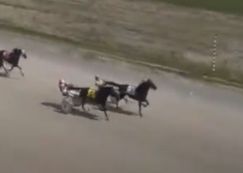 A-plus performance by A Positive Hanover