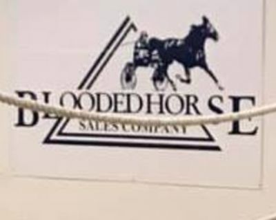 Entries closing for Blooded Horse Winter Sale