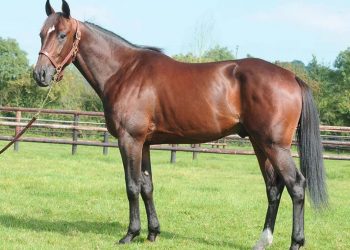 Top trotter by Brillantissime