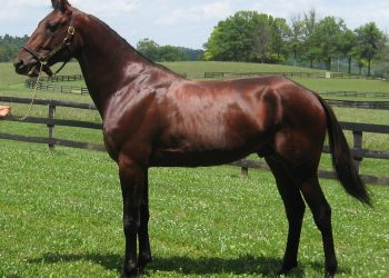 Captain Ahab to stand stud in WA