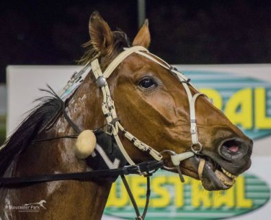 Chicago Bull will be back on track at Gloucester Park this Friday night.