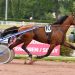 First European Trotter to shuttle ‘Down Under’