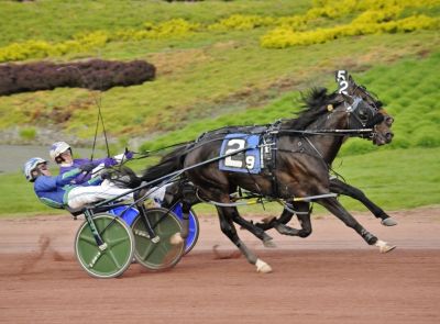 Abuckabett Hanover (#2) in his victory over Perfect Sting