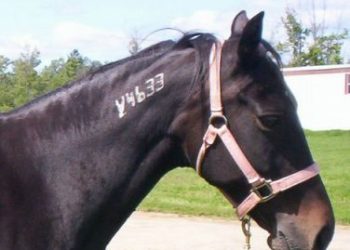 A Standardbred with a freeze brand