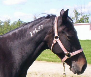 Anyone know how I can look up a tattoo for an appendix quarter horse ex  racehorse tattoo is 202E4 story in comments  rEquestrian