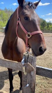 Giggle Monster enjoying some paddock time