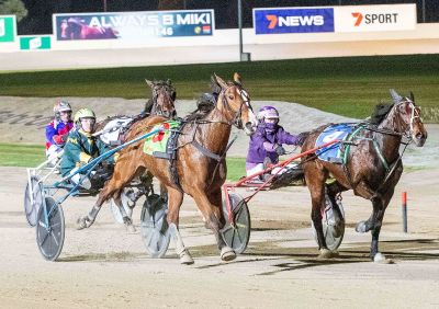 The Anton Golino and Jack MacKinnon-trained Imsettogo will race at Melton this Saturday night.