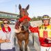 Niggling issues aside as trotting mare claims Group 3 1 Niggling issues aside as trotting mare claims Group 3