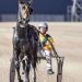 Another Aussie trotter coming to New Zealand 1 Luke McCarthy drove five winners at Menangle tonight including the NSW Trotters Derby with Kyvalley Hotspur.
