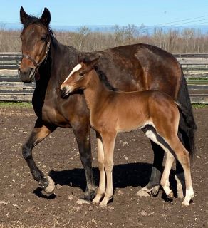 This photo taken April 16 of Lock Down Lindy and her Muscle Hill filly, a full sister to Hambletonian winner Ramona Hill.