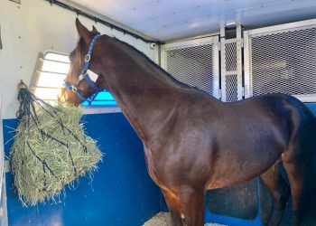 Equine Guelph has Online Horse Trailer Course