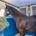 Equine Guelph has Online Horse Trailer Course