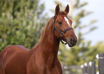 Peak to stand at Mountain View Stud