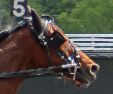 A close-up of Cinnamon Stick