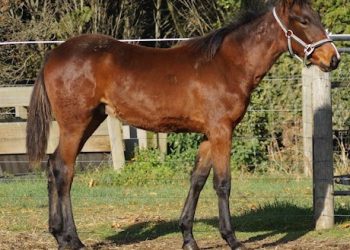 New 11 Lot auction online now