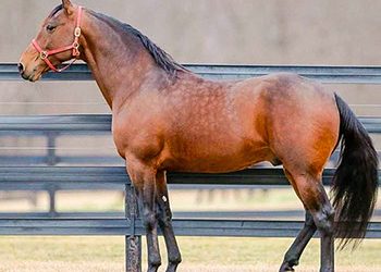 Rock N Roll World to Cobbitty Equine