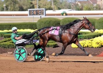 Six Pack will be available to breeders in Australia and New Zealand this season.