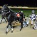 Inter Dominion champion moving south