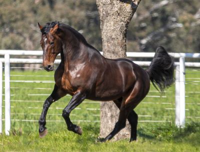 Warrawee Needy the sire of The Grogfather.