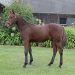 19 Lot sale live online now 3 What The Hill colt
