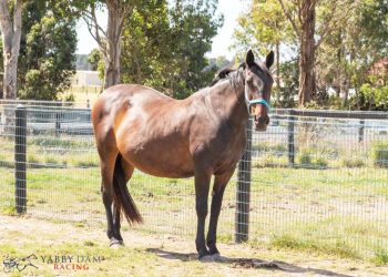 Blueblood breezes in at Bendigo