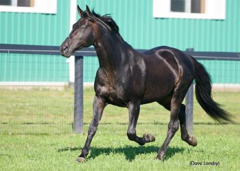 Mr Lavec passes at age 30