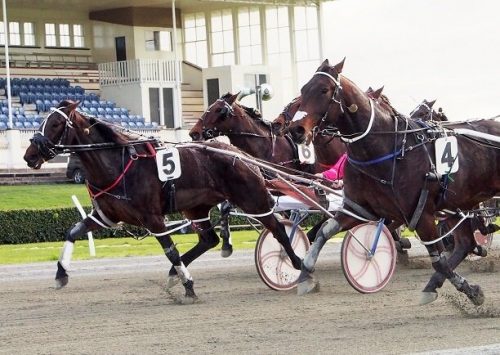 Ascot Park harness racing action