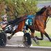Rookie trotting fillies star in OSS
