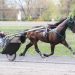 Hambo candidates take final tighteners in Tompkins
