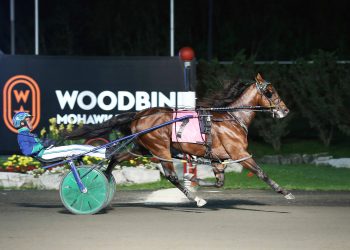 1:48 son of ‘Captain’ for Cobbitty Equine