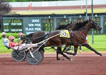 Jack’s Legend N king of Yonkers Kiwis