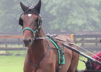 Elim winners poised for $150,000 Final