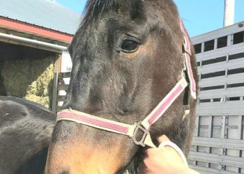 Analyzing the horse slaughter amendment