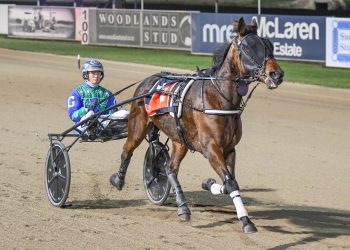 Blueblood trotting stock for sale