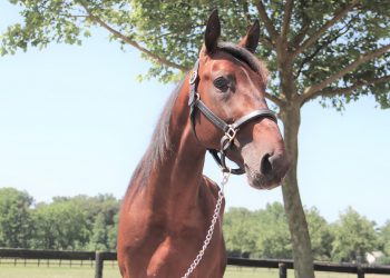 Johan Palema leads Svanstedt’s Yonkers Trot trio