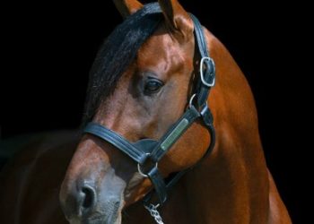 Southwind Frank 1-2 in Pennsylvania Sires Stake
