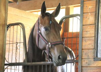 Gordon Waterstone’s Big M Notebook