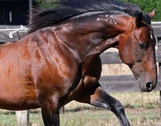 Teddy waltzes away with Group 1