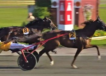 Vernissage Grif scores in Arjangs Stora Sprinterlopp