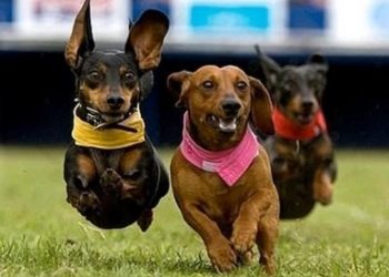 Adios season starts with Weiner Dog races